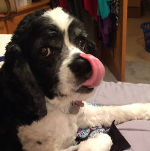 Meet your Posher, Susan